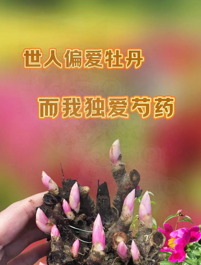 沉稳的爱的花语有何含义？沉稳的爱在花语中代表什么？