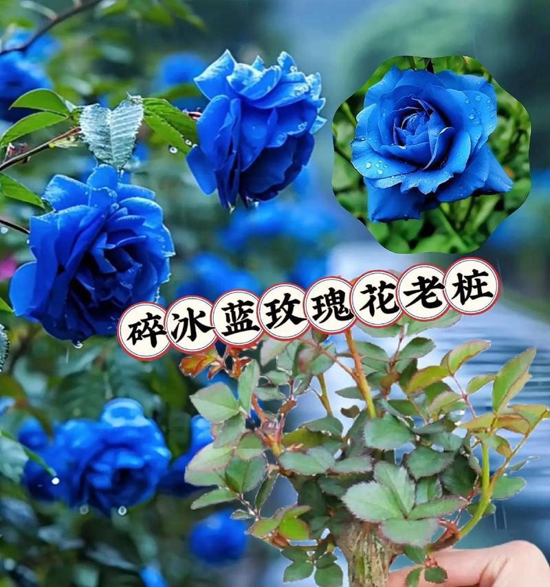 沉稳的爱的花语有何含义？沉稳的爱在花语中代表什么？