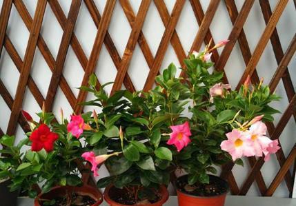 飘香藤花好养吗？室内养殖方法有哪些？