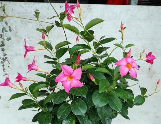 飘香藤花好养吗？室内养殖方法有哪些？