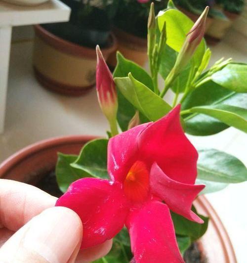 飘香藤花好养吗？室内养殖方法有哪些？