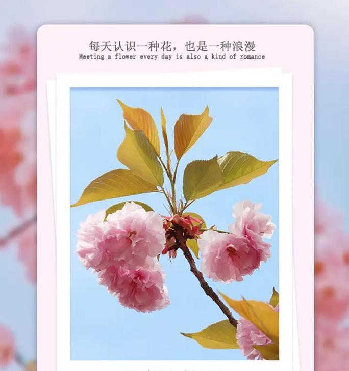 花最浪漫的花语是什么意思？哪种花语最能代表浪漫？