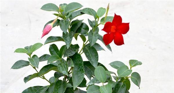飘香藤花谢后怎么处理？如何进行修剪和养护？
