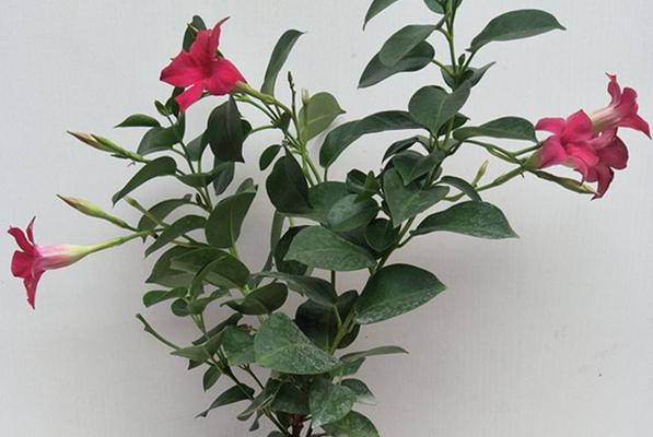 如何正确给飘香藤浇水？掌握浇水技巧避免植物枯萎？