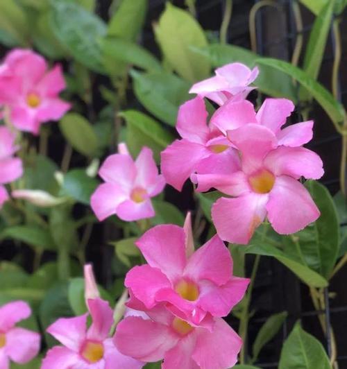 飘香藤开花后修剪方法是什么？修剪后需要注意什么？