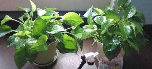 飘香藤浇淘米水的正确方法和注意事项是什么？
