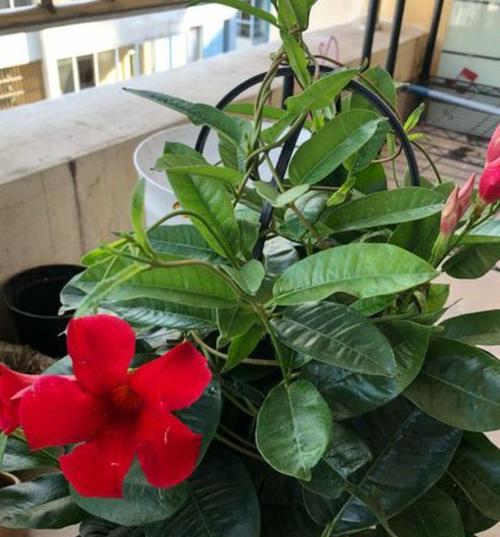飘香藤水养可行吗？水培飘香藤的正确方法是什么？