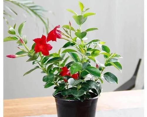 室内养飘香藤可行吗？如何正确养护？