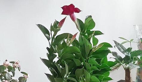 室内养飘香藤可行吗？如何正确养护？