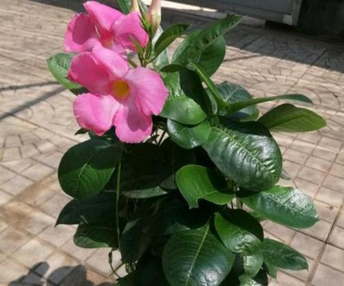 室内养飘香藤可行吗？如何正确养护？