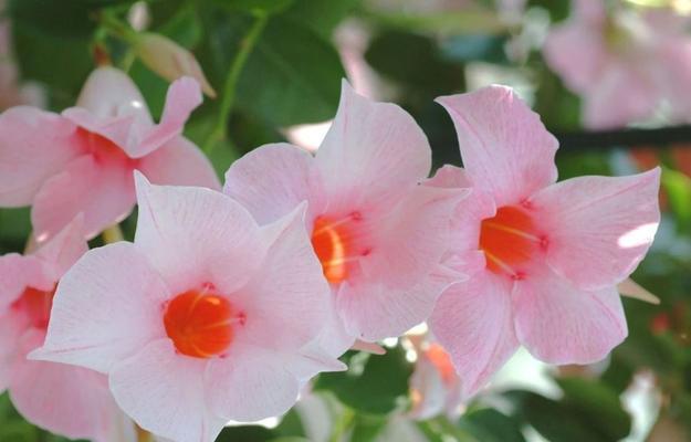 飘香藤开花时间是什么时候？如何确保其按时开花？