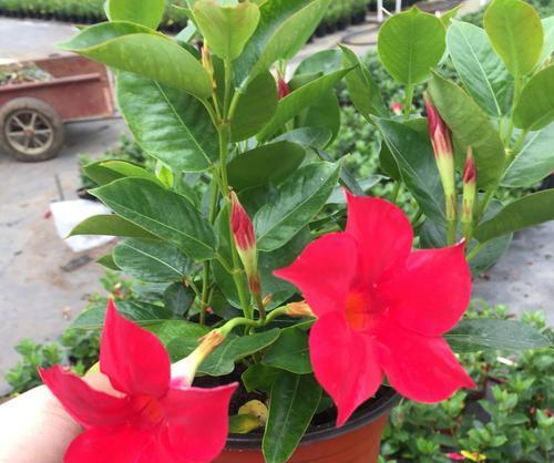 飘香藤开花时间是什么时候？如何确保其按时开花？