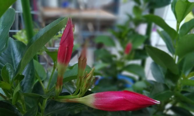 飘香藤属于什么植物类型？草本还是木本的区别是什么？