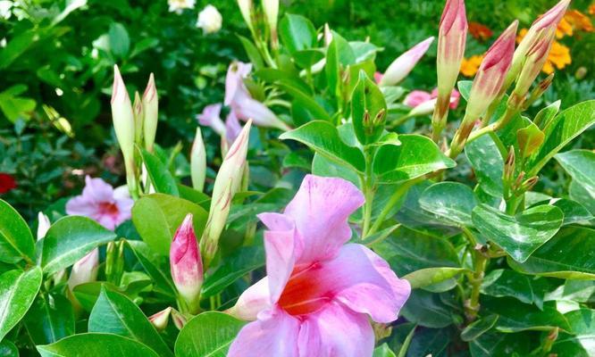 飘香藤属于什么植物类型？草本还是木本的区别是什么？
