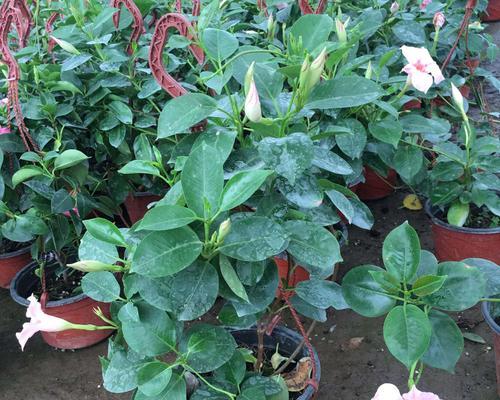 飘香藤属于什么植物类型？草本还是木本的区别是什么？