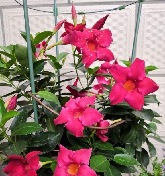 室内养飘香藤可行吗？需要注意哪些事项？