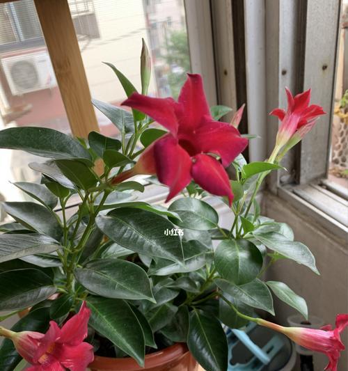 飘香藤四季开花吗？如何确保全年持续开花？