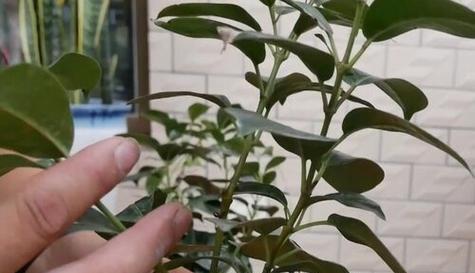 飘香藤叶片发黄怎么办？如何正确处理？
