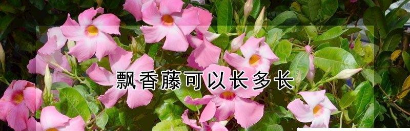 飘香藤叶片发黄怎么办？如何正确处理？