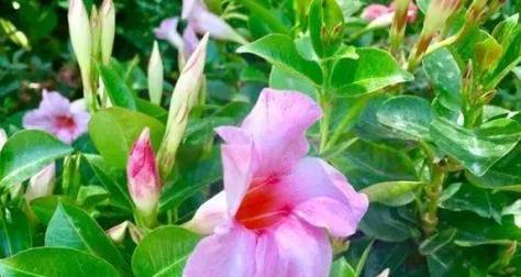 飘香藤叶子发蔫怎么办？如何有效补救？