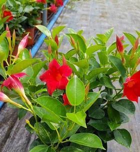 飘香藤一年开几次花？如何确保其持续开花？