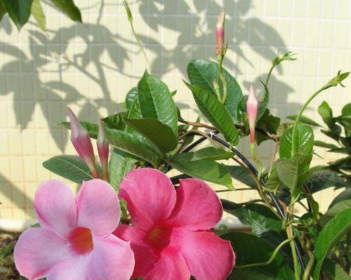 飘香藤一年开几次花？如何确保其持续开花？