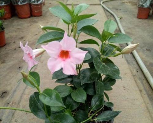 飘香藤一盆种几颗最合适？种植数量对生长影响大吗？