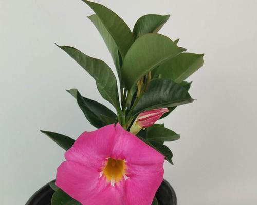 飘香藤用多大的盆合适？如何根据植株大小选择合适花盆？