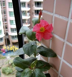 飘香藤有毒吗？室内养护需要注意什么？