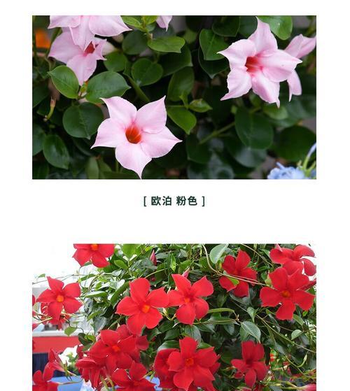 飘香藤有种子吗？如何正确收集和种植？