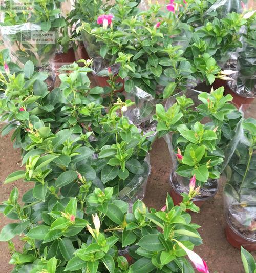 飘香藤栽种时选择大盆还是小盆好？哪种更适合生长？