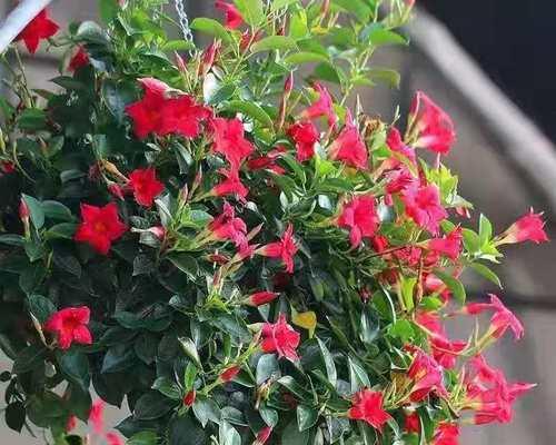 飘香藤过冬方法是什么？如何确保其安全越冬？
