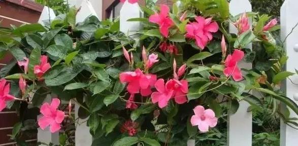 飘香藤修剪打尖技巧是什么？如何操作才能促进更多开花？