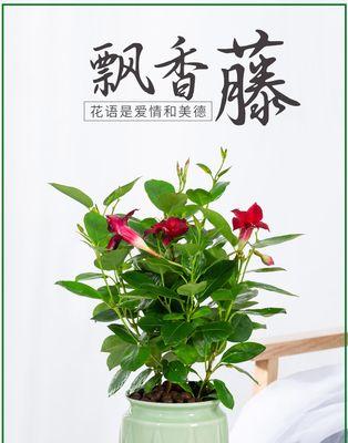 飘香藤不开花怎么办？掌握这些养护技巧轻松解决