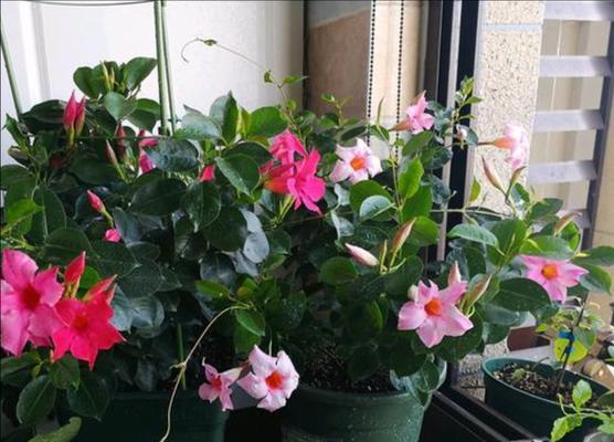 飘香藤家庭养法有哪些技巧？如何确保其健康生长？