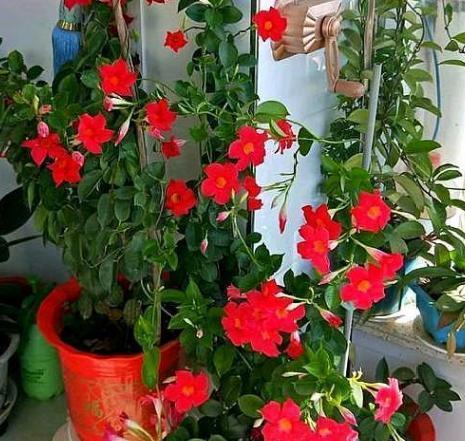 飘香藤养殖技巧有哪些？如何确保其茁壮成长？
