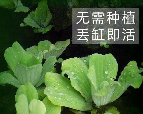 漂浮植物有哪些种类？它们的生态作用是什么？