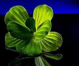 漂浮植物有哪些种类？它们的生态作用是什么？