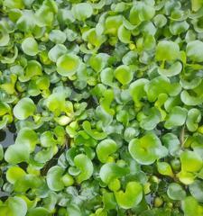 漂浮植物有哪些种类？它们的生态作用是什么？