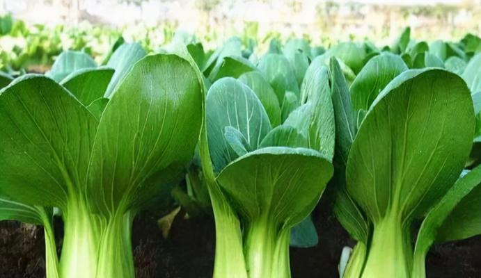 瓢儿菜和小白菜是同一种菜吗？它们之间有什么区别？