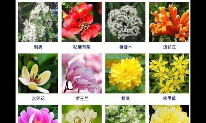 瓢瓜几月份种植合适？最佳种植时间和步骤是什么？