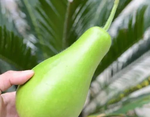 瓢瓜几月份种植合适？最佳种植时间和步骤是什么？