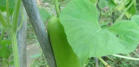 瓢瓜几月份种植合适？最佳种植时间和步骤是什么？