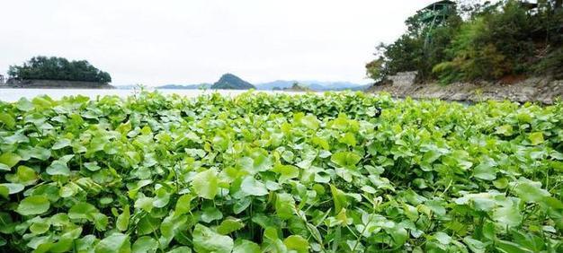 瓢瓜亩产量多少斤？种植亩产量及效益如何计算？