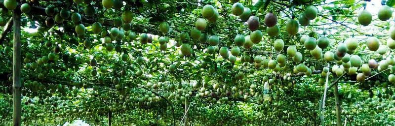 瓢瓜亩产量多少斤？种植亩产量及效益如何计算？