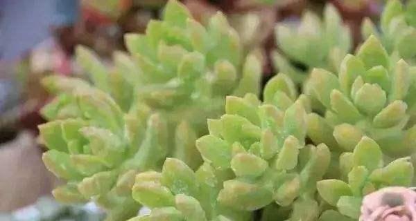 乒乓福娘可以淋雨吗？养护时需要注意什么？