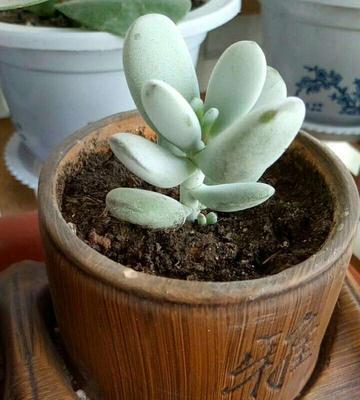 乒乓福娘繁殖方法有哪些？繁殖过程中应注意什么问题？