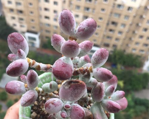 乒乓福娘怎么养成老桩？需要多长时间和哪些条件？
