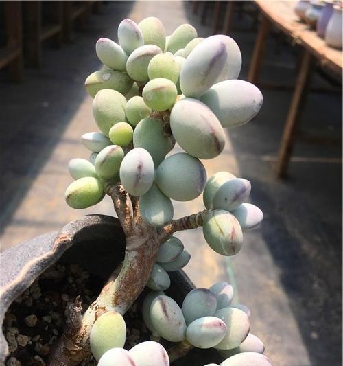 乒乓福娘怎么养成老桩？需要多长时间和哪些条件？