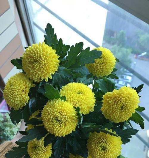乒乓菊不开花怎么回事？如何解决？